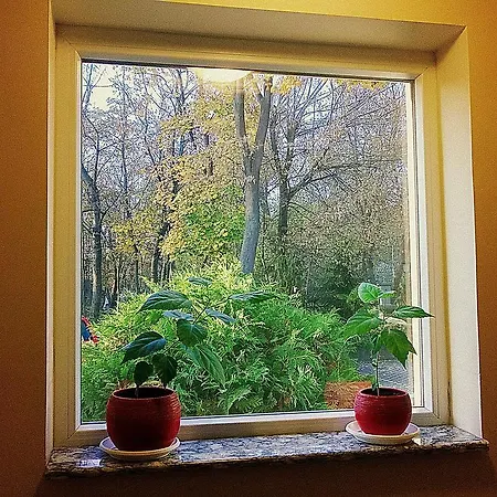 Forest Casa de hóspedes